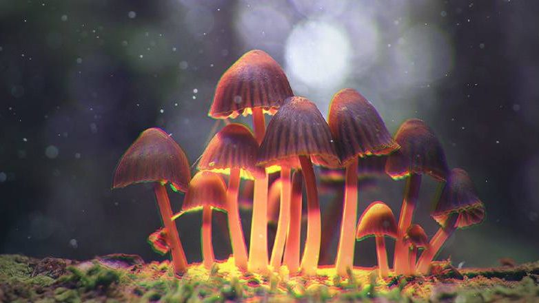 Have a Safe Journey | A Guide to Psilocybin Mushrooms